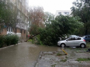 copaci cazuti