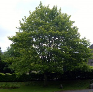 sursa-stewartessences-sycamore