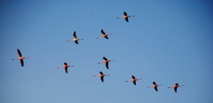 Lesser_Flamingo