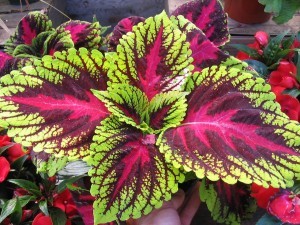 Coleus Forskohlii