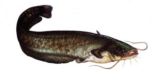 somn32