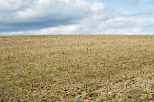 Stubble in an agricultural field
