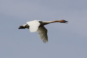 trumpeter-swan-in-flight-and-honking