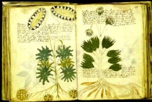 voynich2