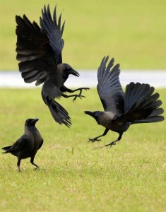 0211243ca9c13bc837749a49f5171191--crows-ravens-garden-birds