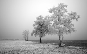 winter-tree-field-wallpaper_1920x1200_87790