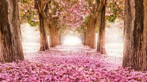 imagen-spring-live-wallpaper-1gal