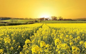 wallpaper-primavara_2bc9e9d81157b2