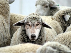 wolf-in-sheep-clothing-2