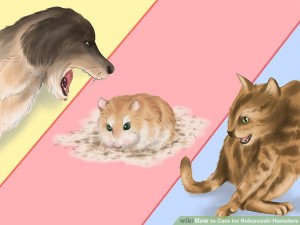 aid1603399-v4-728px-Care-for-Roborovski-Hamsters-Step-26