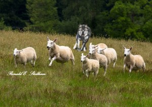 sheep-running-from