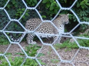 received_518369509074735