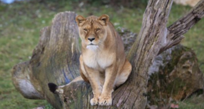 O leoaică de la o grădina zoologică din Belgia a fost testată pozitiv la Coronavirus: ”Are febra, tușeste si nu are pofta de mancare” – Coronavirus