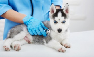 Cum îți poți proteja câinele prin deparazitări regulate?