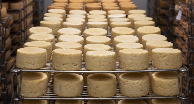 Crintă presare brânzeturi – ce rol are?